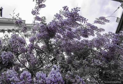 Blåregn - Wisteria sinensis.