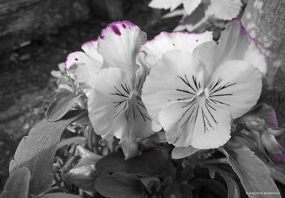 flowers_20170415_bw