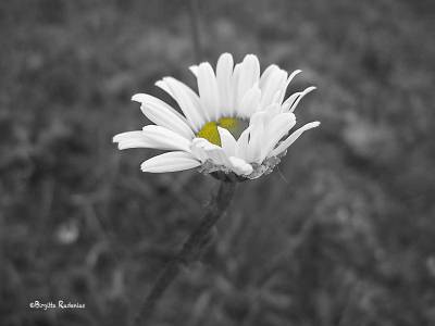 BW Yellow - Prästkrage.