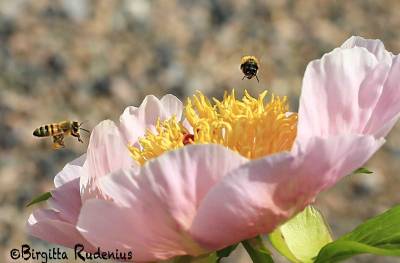 Bee festival in Flower.
