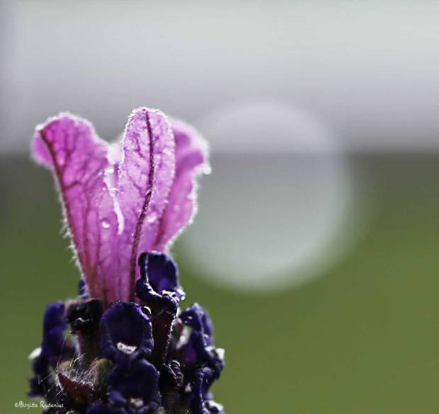 Lavendel - en droppe ljuspunkt