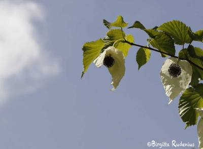 Näsduksträd - Davidia involucrata.