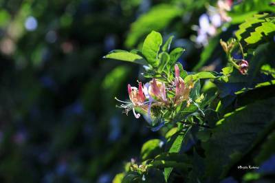 Flowers in a whole world