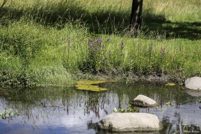 St Hans backar, Lund.