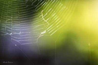 Spider web.