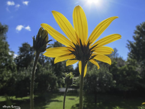 The sun in my life - South Wall.