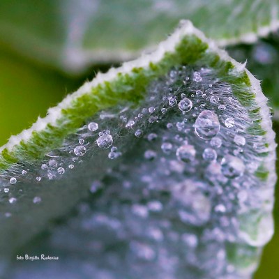 Waterdrops