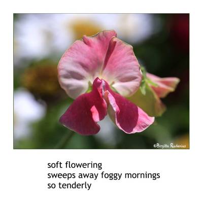 Photo & Poetry - Mornings to long for ...