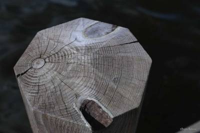 Tree - The inner soul.