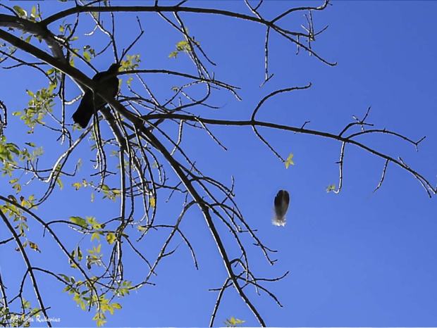 A bird came to drop a feather - Important message.