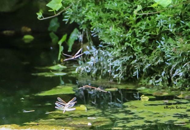 Dragonflies dancing