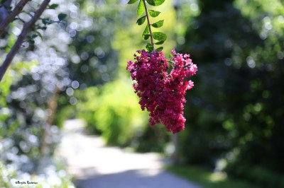 Alte Garden Budapest.