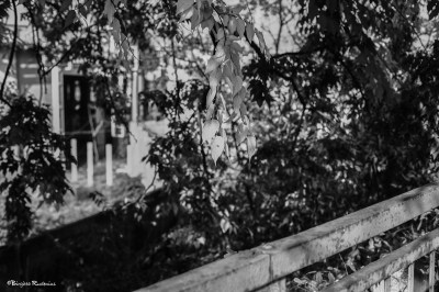 BW - A fly on a leaf.