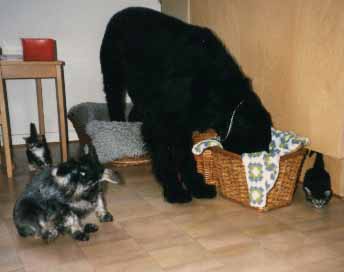 Dixie och Goliath med alla kattungarna.