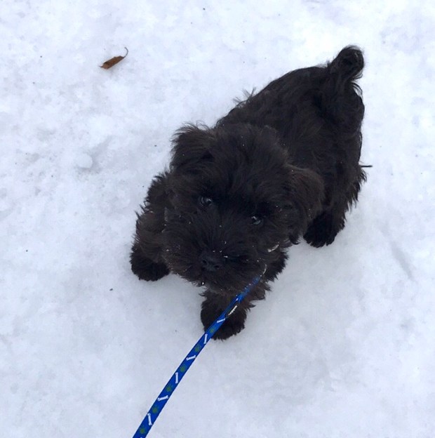 Corax - Dvärgschnauzer.