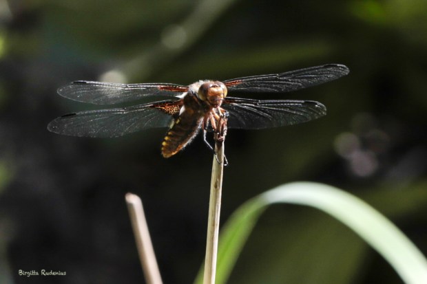 Trollslända © Birgitta Rudenius