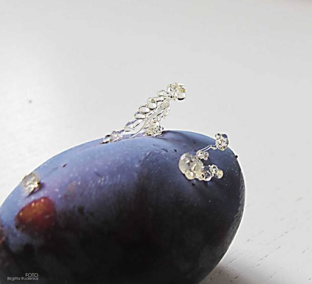 Macro - Talking about ....! by Birgitta Rudenius.