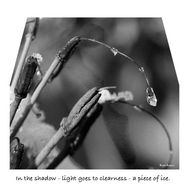 Haiku - In the shadow - light goes to clearness - a piece of ice.