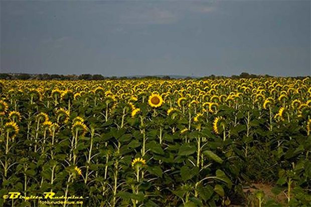 Solrosen - Sunflower