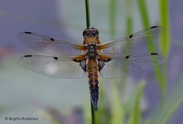#Dragonfly @ Birgitta Rudenius