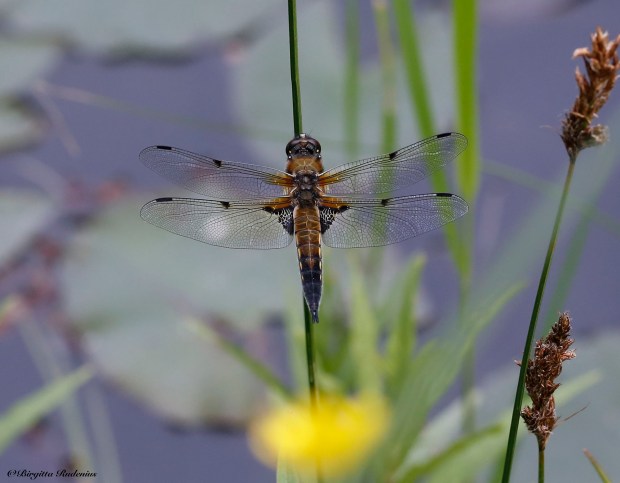 #Dragonfly @ Birgitta Rudenius