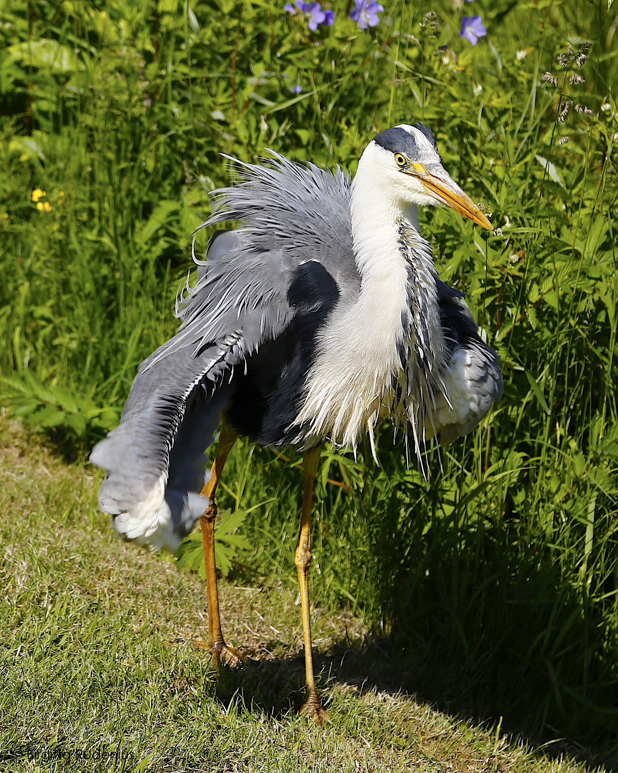 Gråhäger FOTO © Birgitta Rudenius