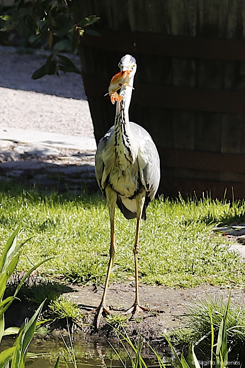Gråhäger FOTO © Birgitta Rudenius