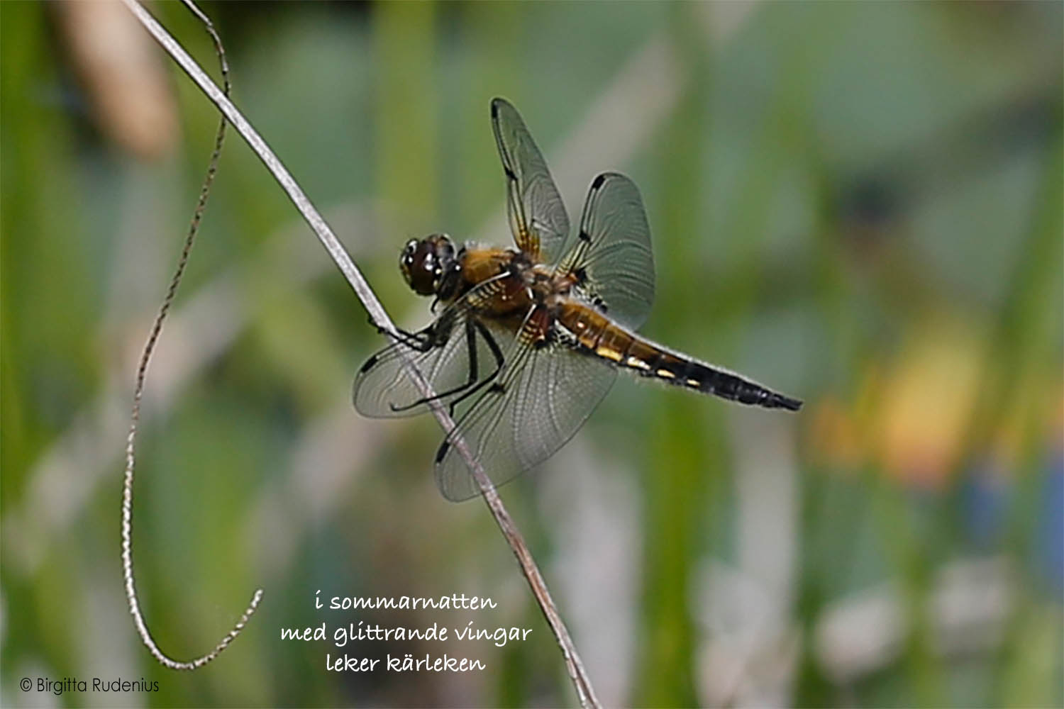 © Birgitta Rudenius