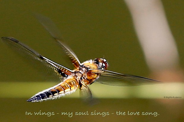 Soul sings © Birgitta Rudenius