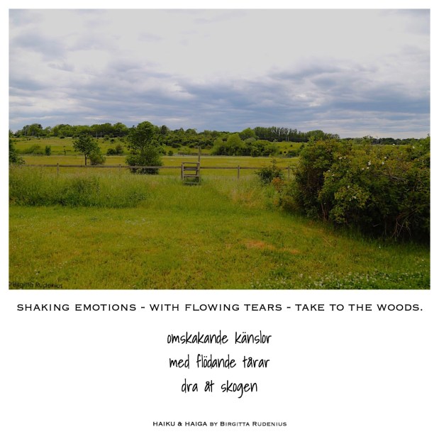 HAIGA HAIKU by © Birgitta Rudenius