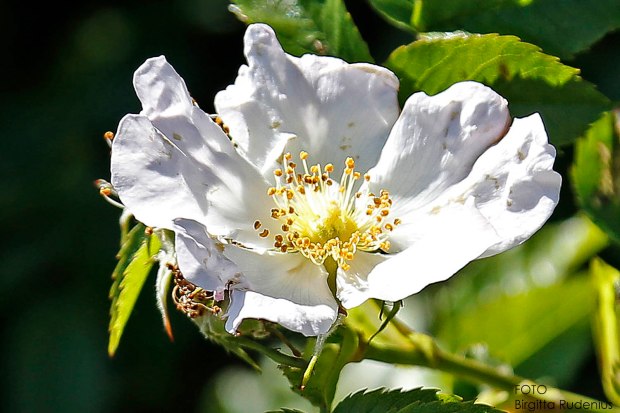 Min födelsedag idag