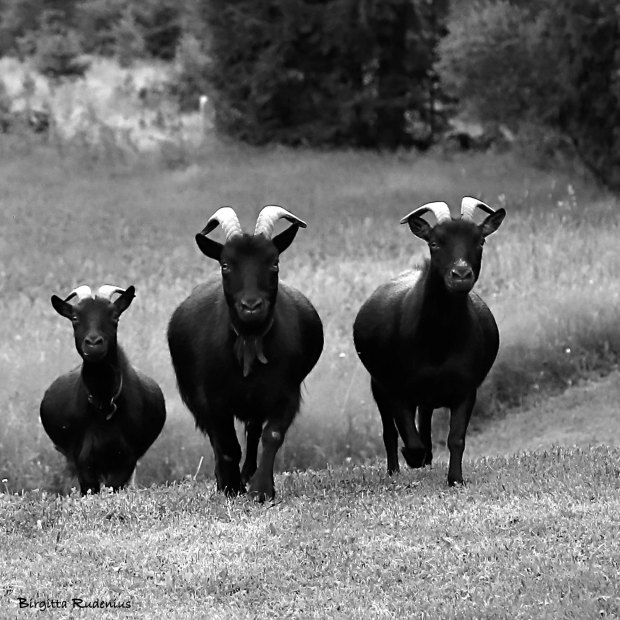 Bockarna Bruse @ Birgitta Rudenius