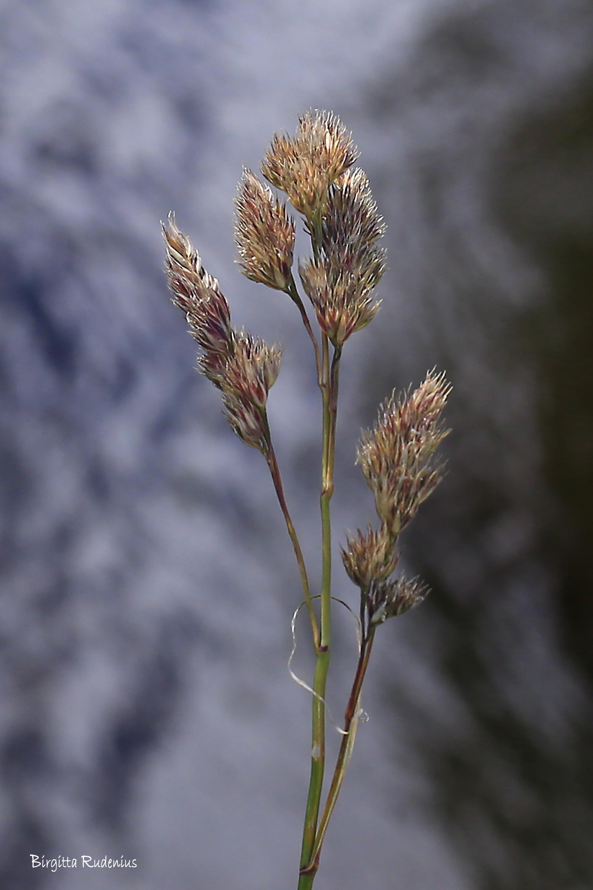 Just a grass © Birgitta Rudenius