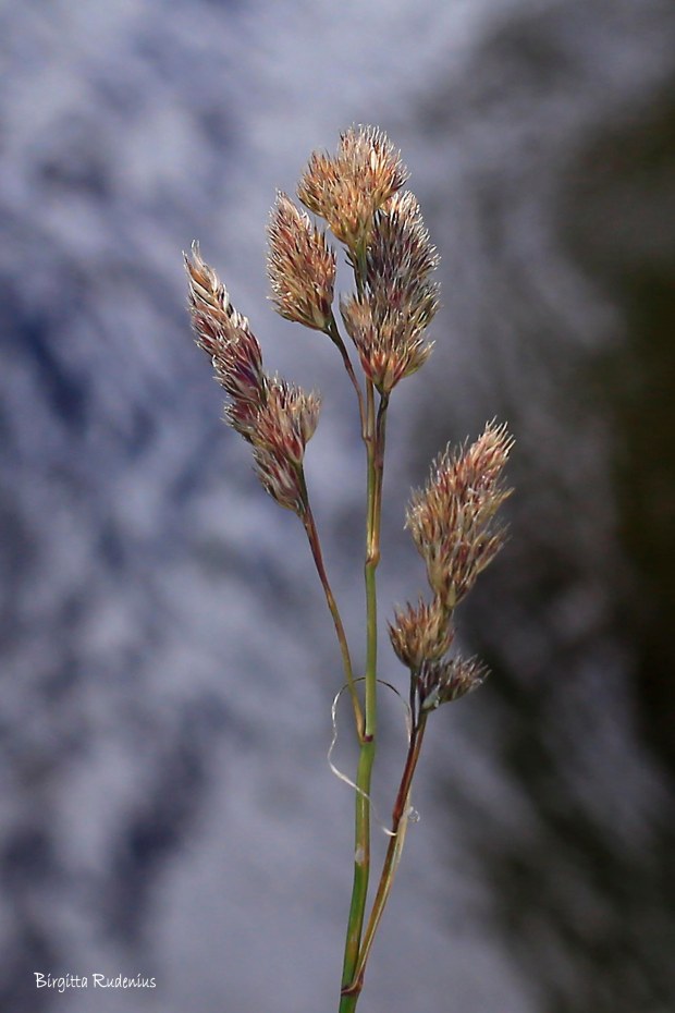 Just a grass © Birgitta Rudenius