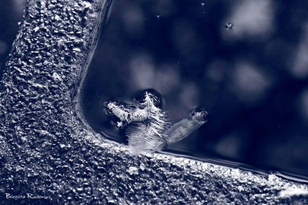 Blue © Birgitta Rudenius