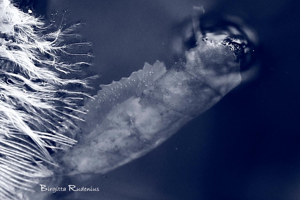 Blue © Birgitta Rudenius