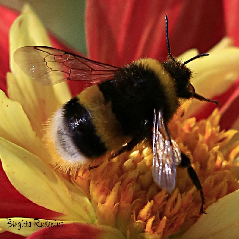 Bumblebee - Humla © Birgitta Rudenius