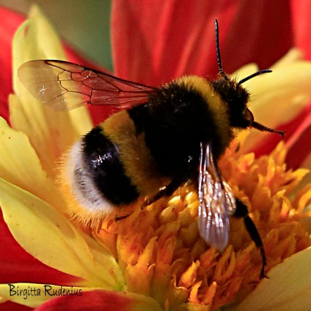 Bumblebee - Humla © Birgitta Rudenius