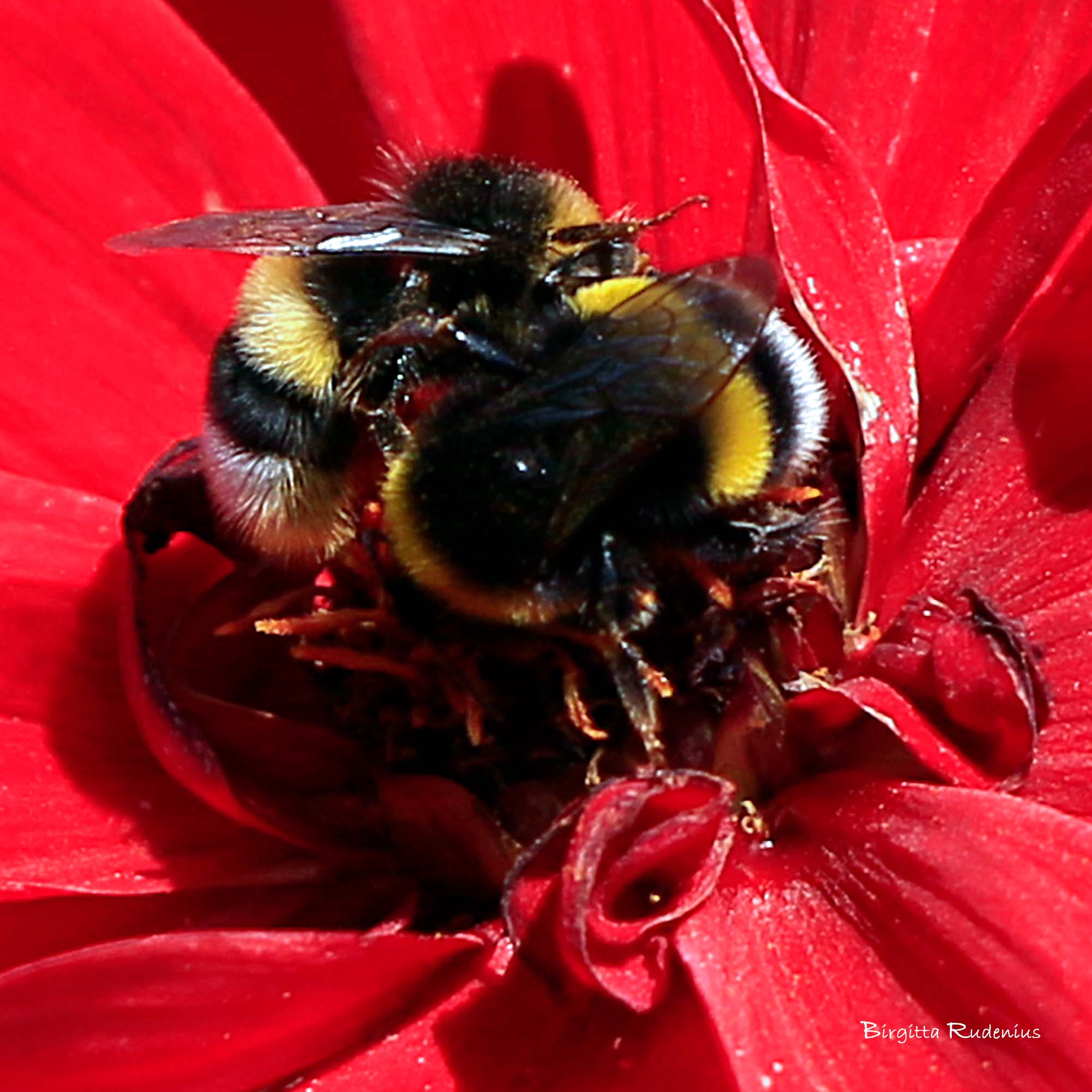 Bumblebee - Humla © Birgitta Rudenius
