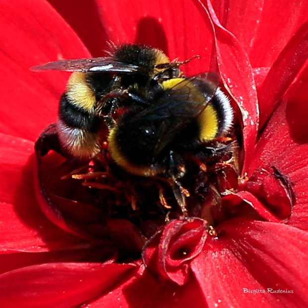 Bumblebee - Humla © Birgitta Rudenius
