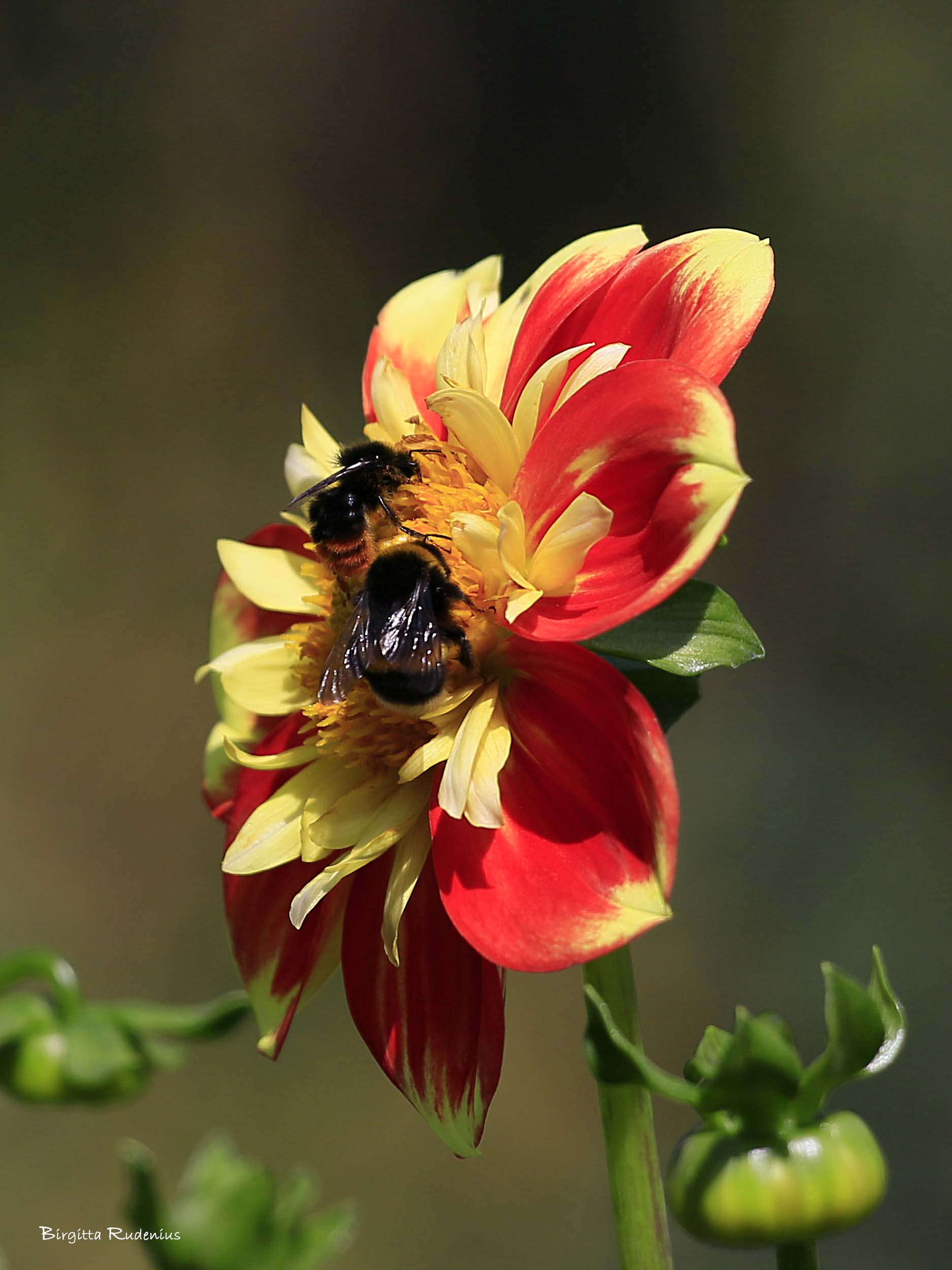 Bumblebee - Humla © Birgitta Rudenius