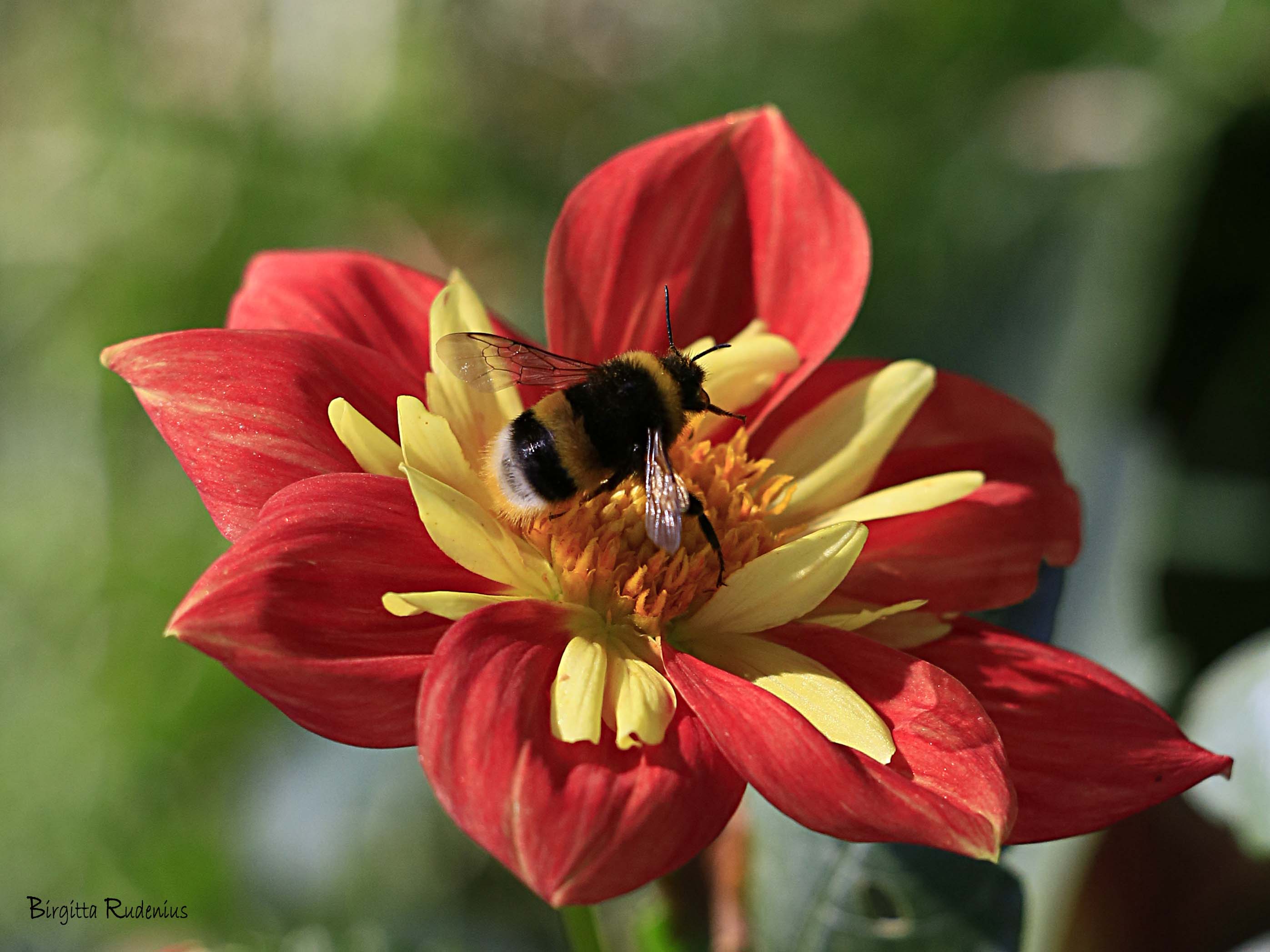 Bumblebee - Humla © Birgitta Rudenius