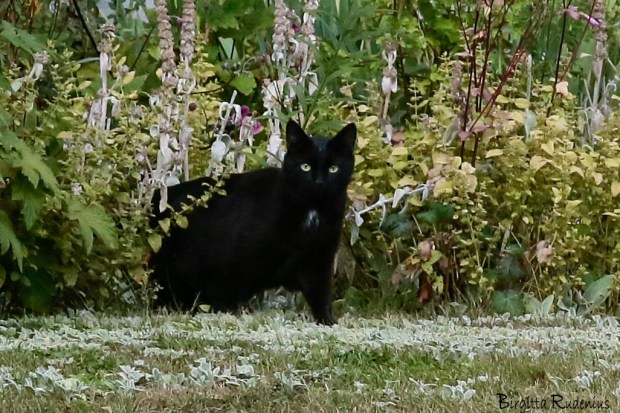 Katt i rabatten © Birgitta Rudenius