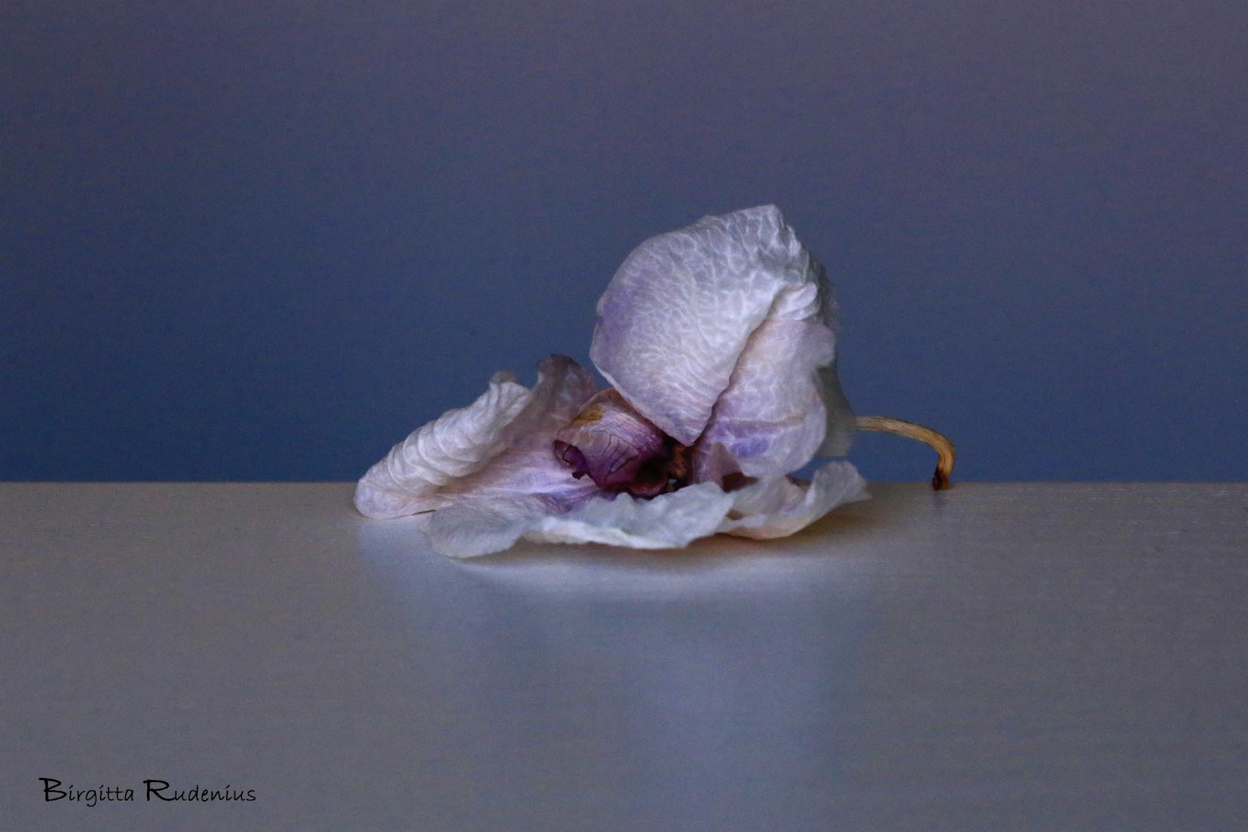 Fainting Flower © Birgitta Rudenius