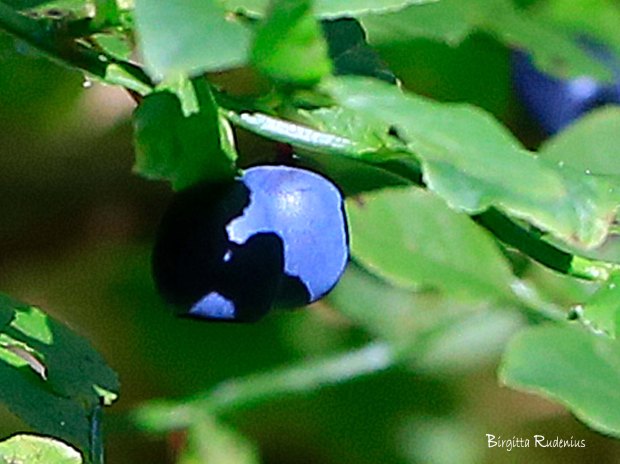 Fångad i ett blåbär Photo Birgitta Rudenius