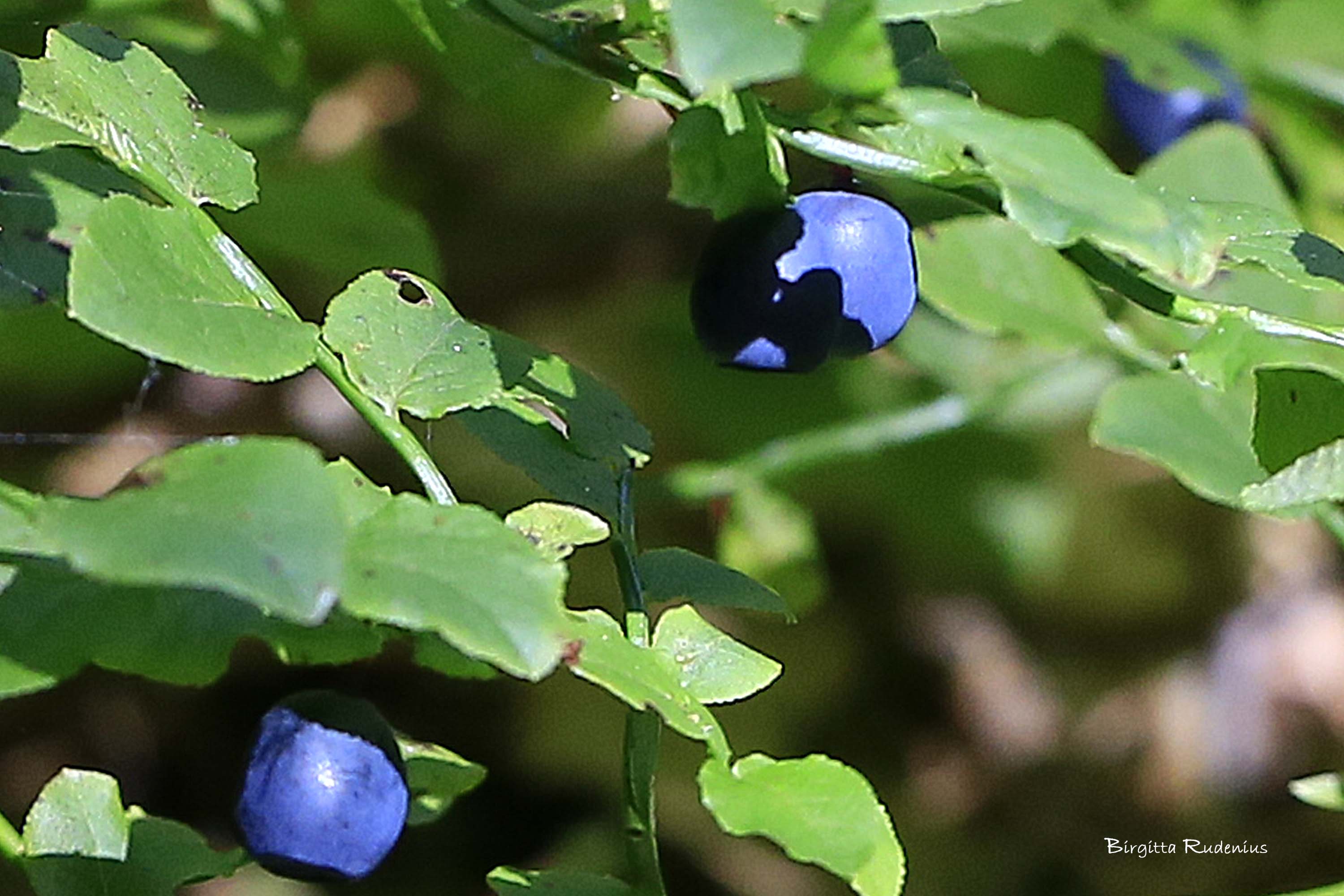 Photo Birgitta Rudenius