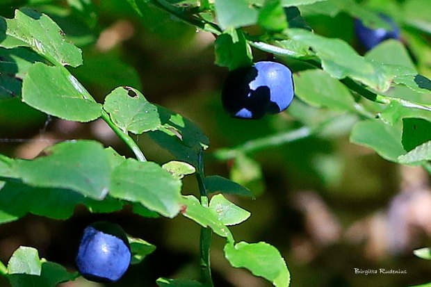 Photo Birgitta Rudenius