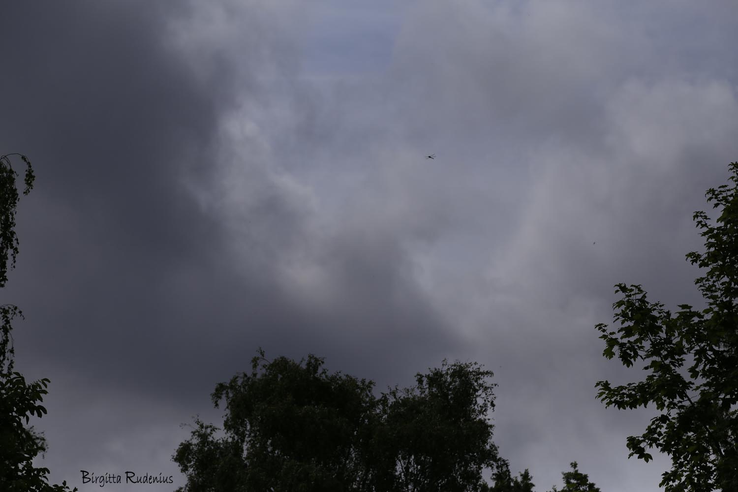 Misty Dragonfly © Birgitta Rudenius