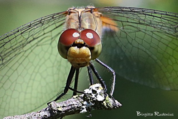 Trollslända Macro FOTO © Birgitta Rudenius