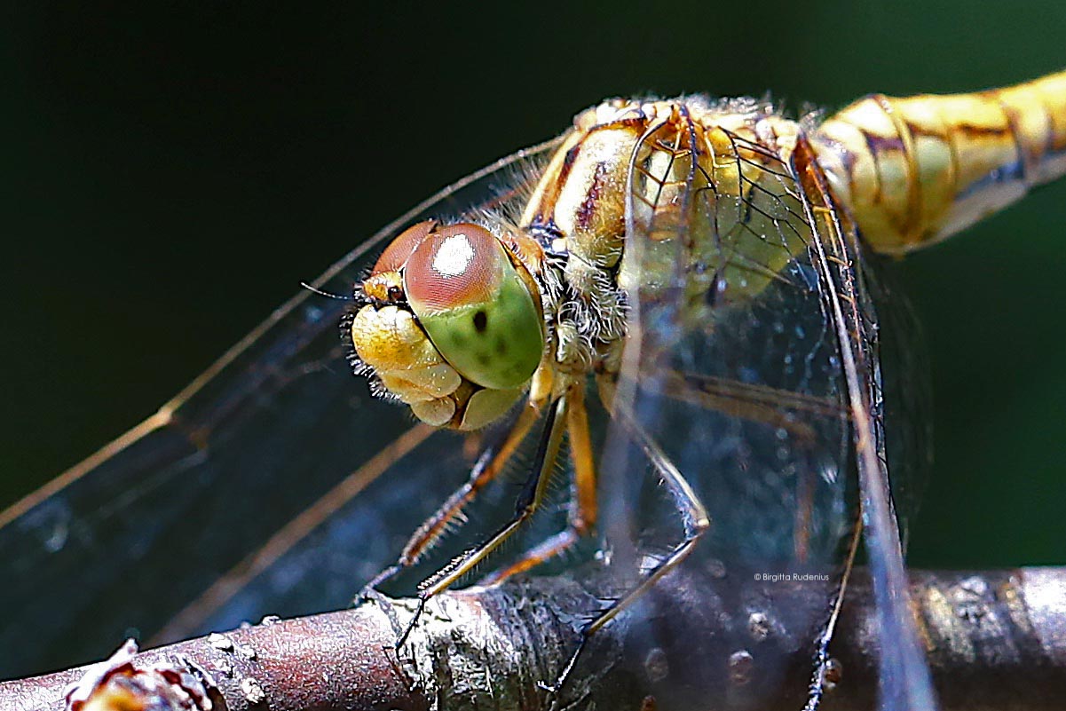 I love you © Birgitta Rudenius